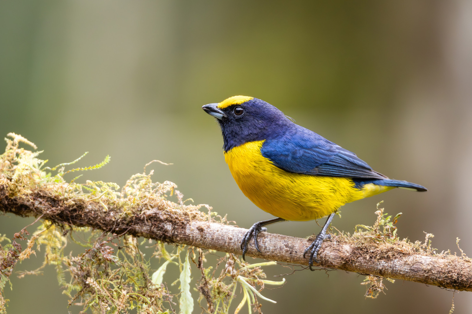 image Orange-bellied Euphonia